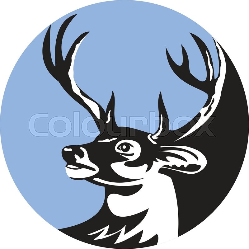 800x800 Illustration Of A Whitetail Deer Buck Stag Head Looking To The