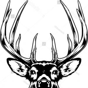 300x300 Whitetail Deer Head Vector Illustration Arenawp