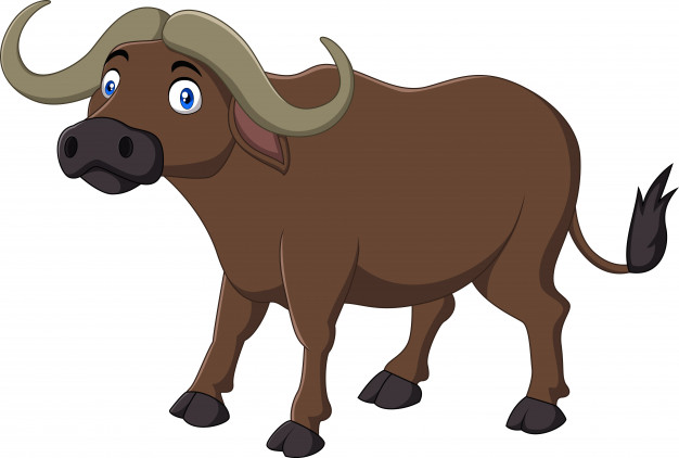 626x422 Buffalo Vectors, Photos And Psd Files Free Download