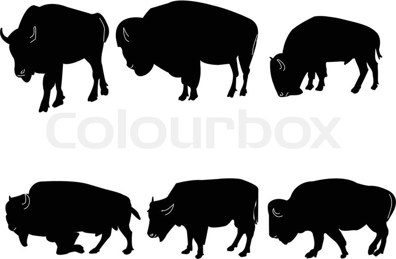 800x524 Buffalo Bisons Collectioneps Stock Vector Colourbox