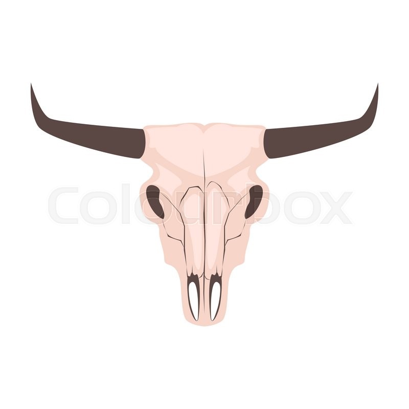 800x800 Longhorn Cow Skull Head Vector Illustration. Isolated On White