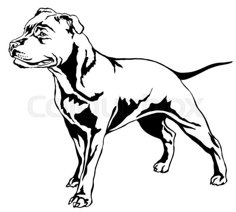 800x719 Decorative Portrait Of Standing In Profile Dog Staffordshire Bull