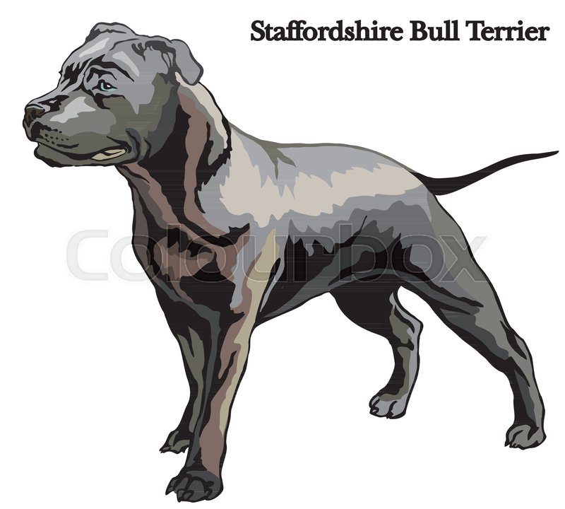 800x720 Portrait Of Standing In Profile Dog Staffordshire Bull Terrier