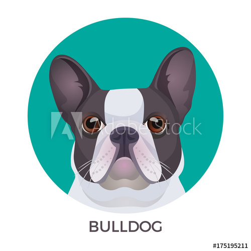 500x500 Bulldog Face Colored In Grey And White Vector Realistic