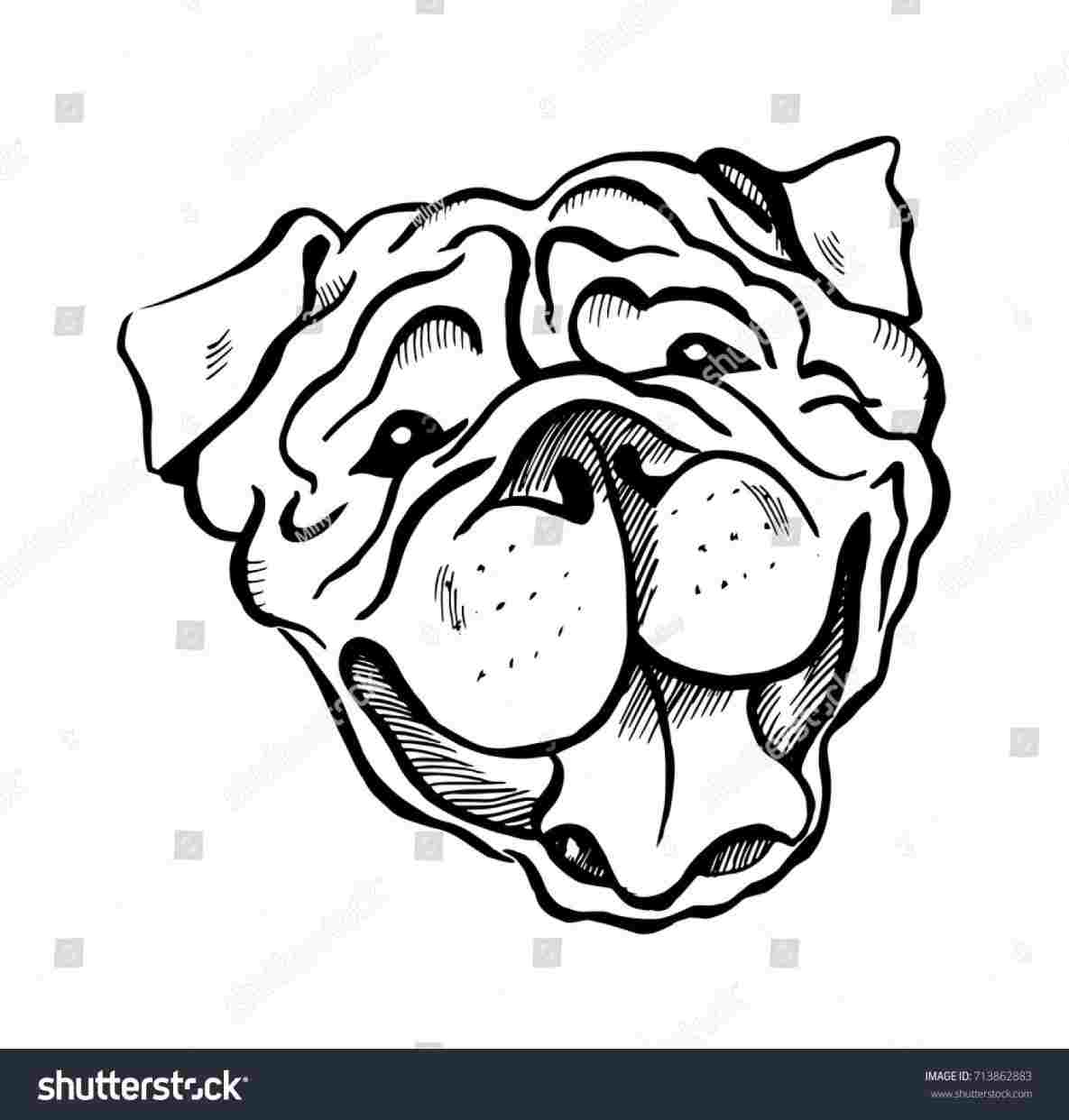 1185x1242 English Bulldog Face Drawing