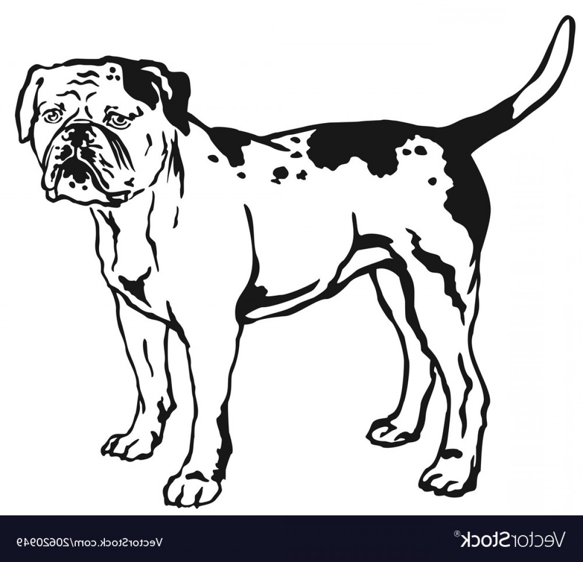 1200x1156 Decorative Standing Portrait Of American Bulldog Vector Orangiausa