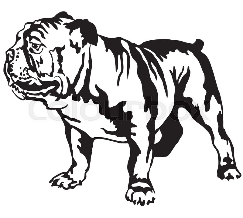 800x719 Decorative Portrait Of Standing In Profile English Bulldog, Vector