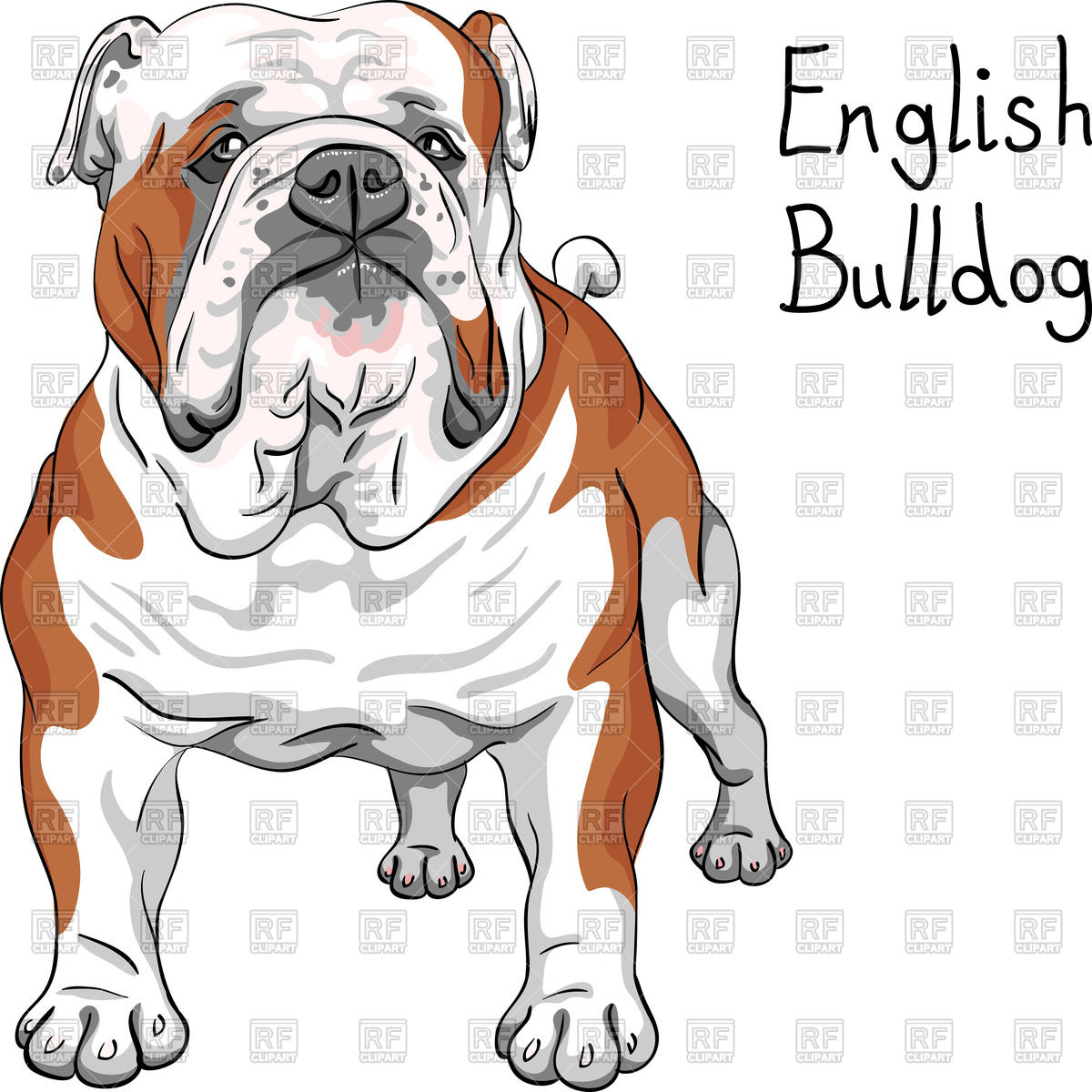 1200x1200 Sketch Of English Bulldog Breed Vector Image Vector Artwork Of