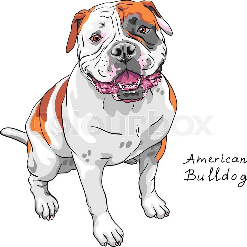 800x800 American Bulldog Drawing