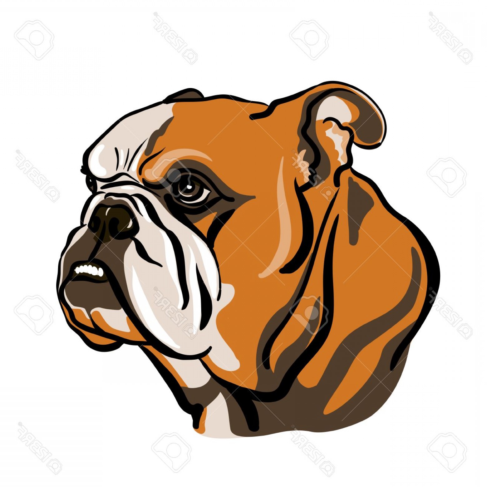 1560x1560 Photostock Vector Portrait Of English Bulldog Vector Illustration