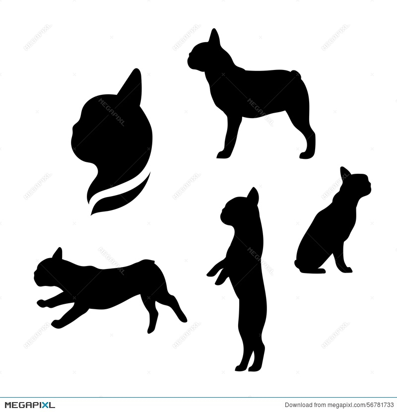 800x830 French Bulldog Vector Silhouettes Illustration 56781733