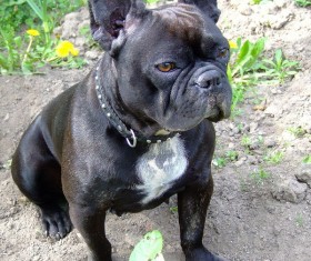 280x235 Bulldog Vector