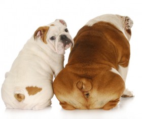 280x235 Bulldogs Vector