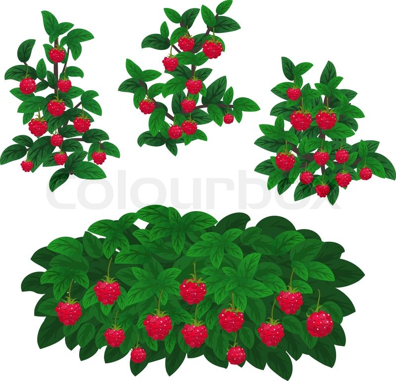 800x769 Bush Clipart Vector
