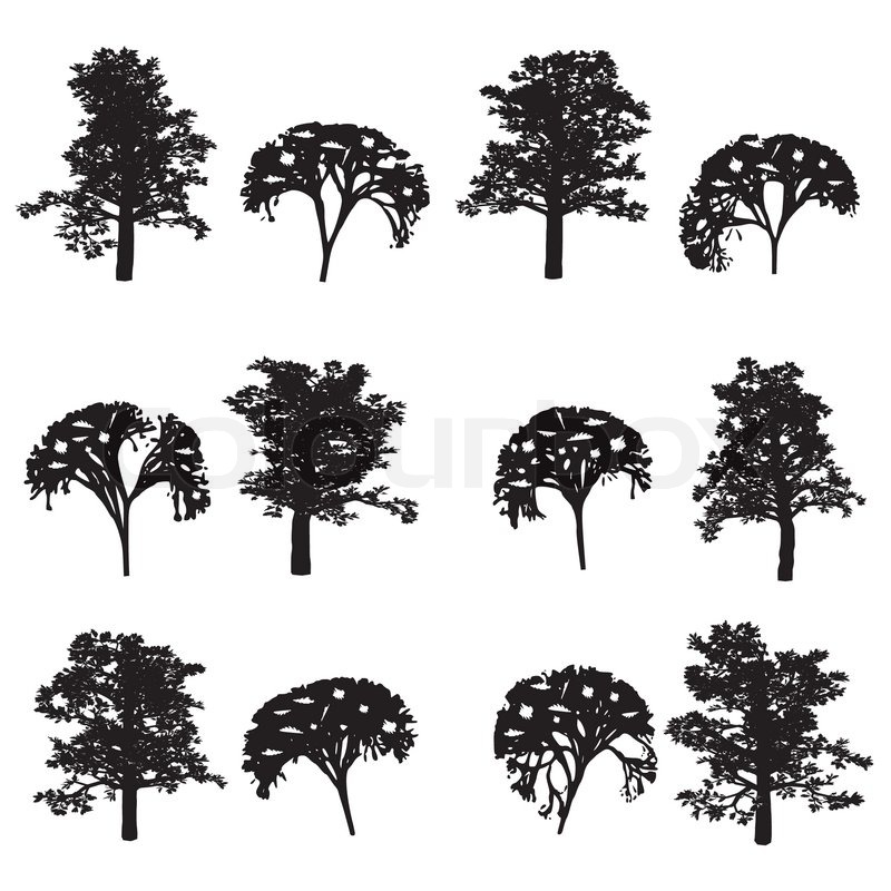 800x800 Trees And Bush