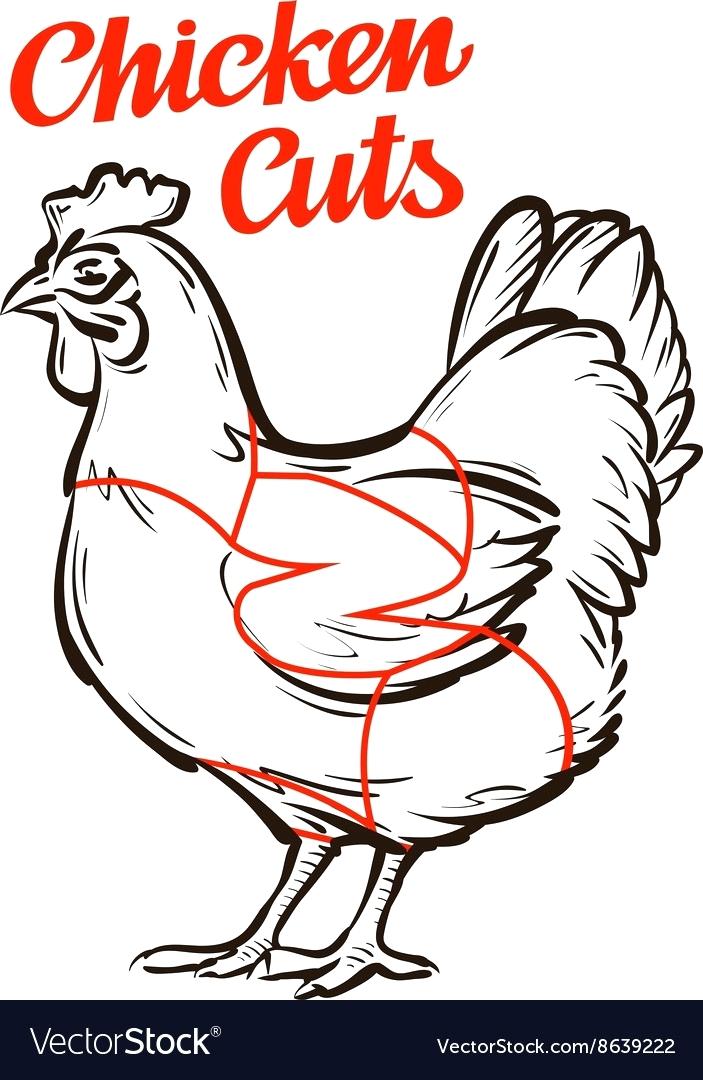 703x1080 Chicken Cuts Chart Of Hen Meat Or Butcher Vector Image Bluedasher.co