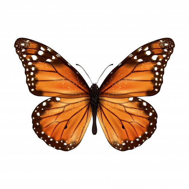 626x626 Butterfly Vector Vectors, Photos And Psd Files Free Download