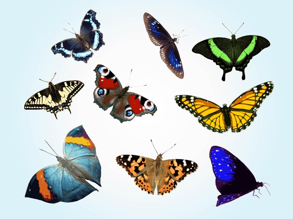 1024x765 Free Butterfly Vectors Vector Art Amp Graphics