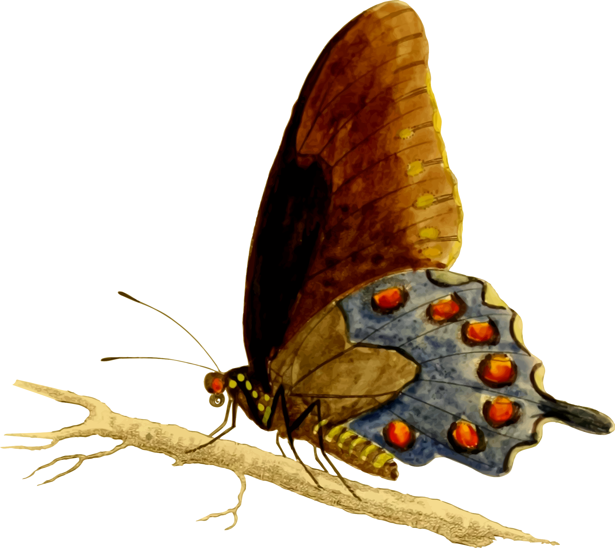 2389x2128 Pipevine Swallowtail Butterfly Vector Clipart Image