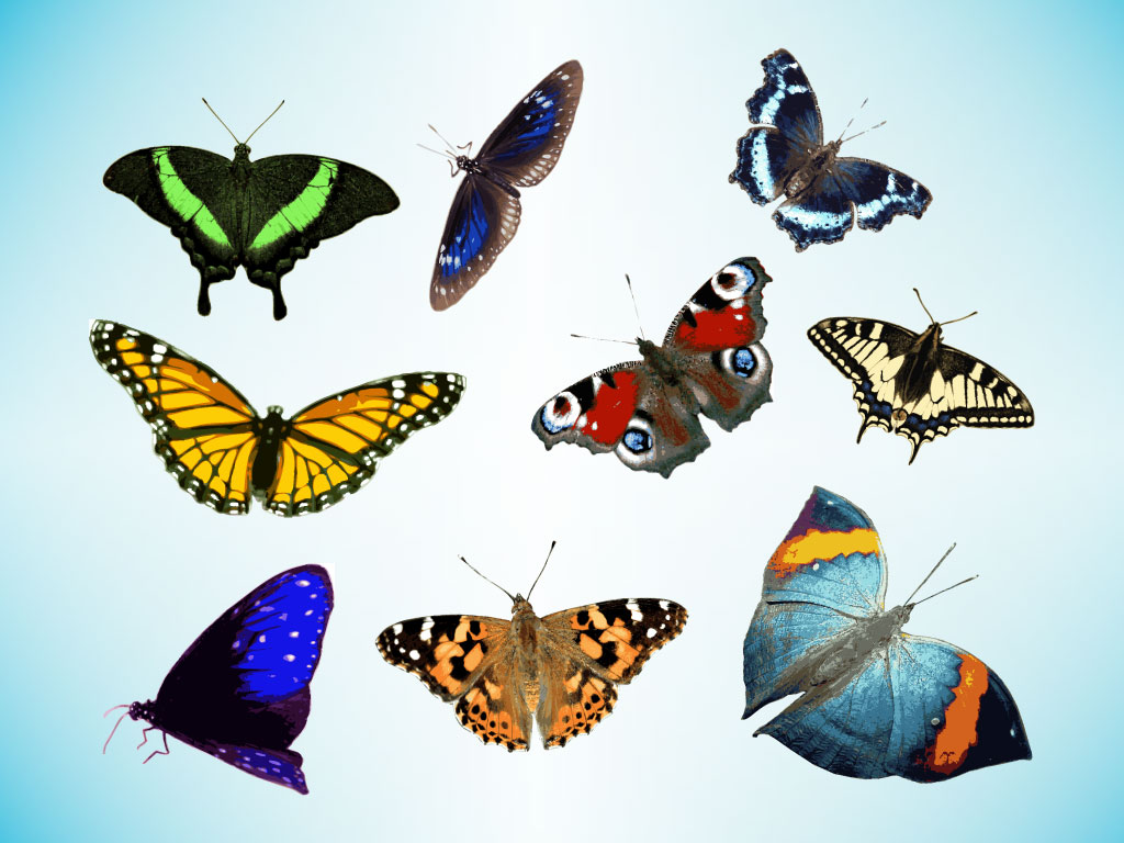 1024x768 Real Butterfly Vectors