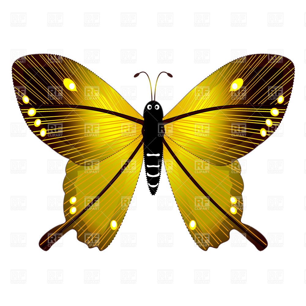 1000x1000 Butterfly Vector Image Vector Artwork Of Plants And Animals