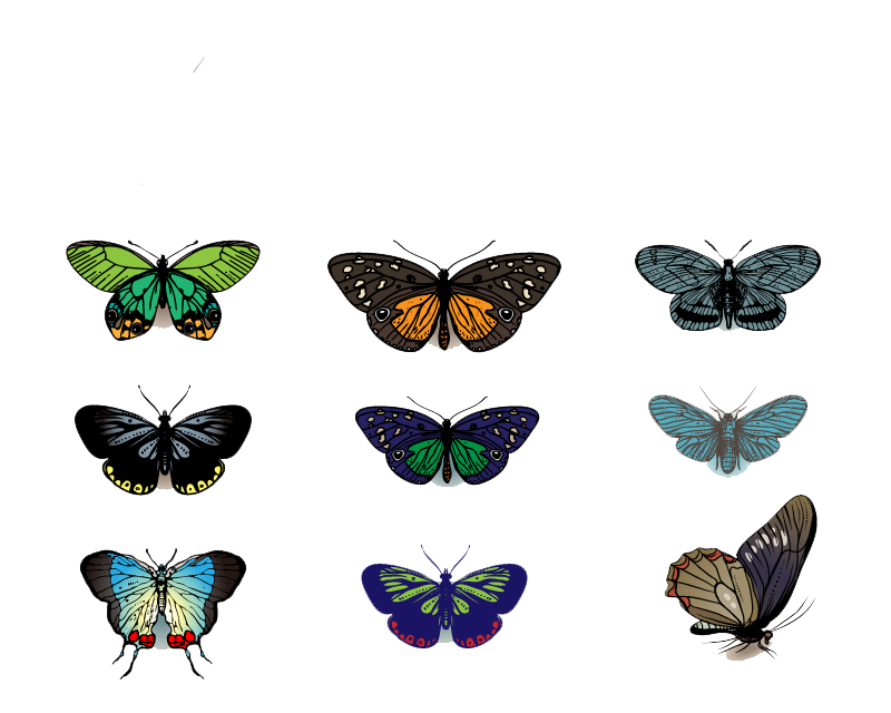 800x640 Butterfly Drawing Clip Art
