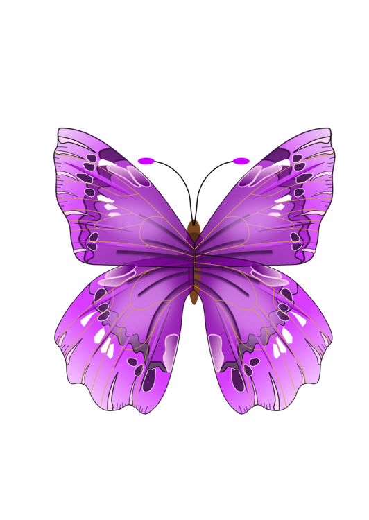 532x750 Collection Of Free Butterflies Vector Colourful Butterfly