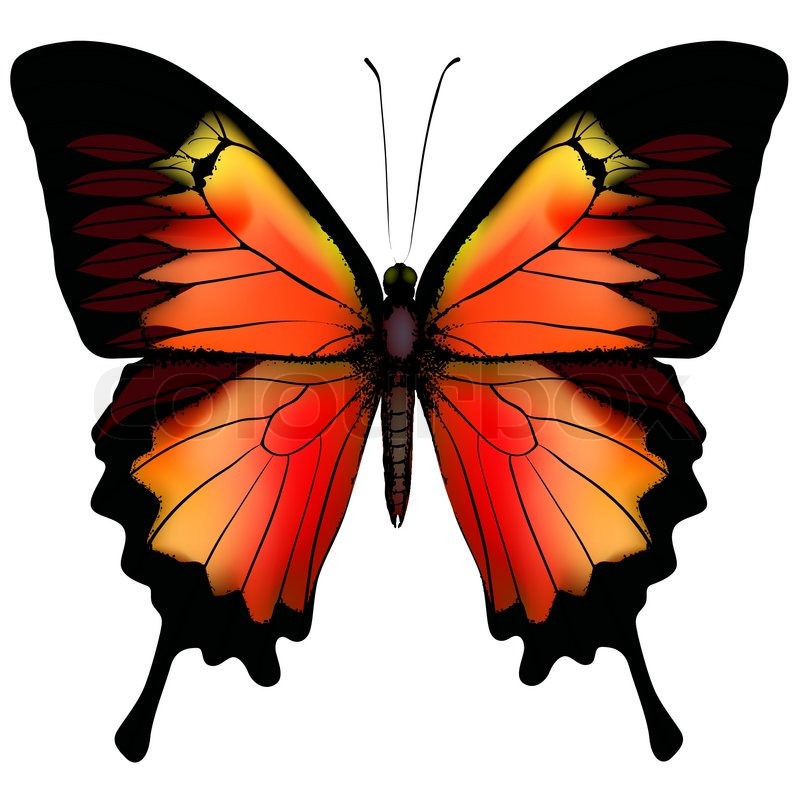 800x800 Isolated Butterfly Vector Stock Vector Colourbox