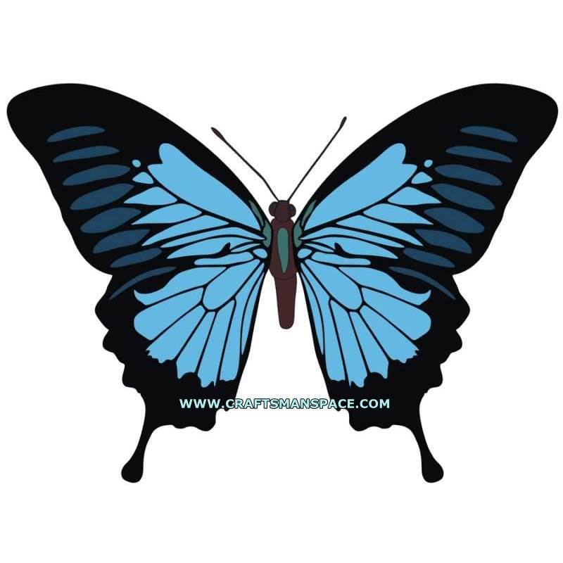 800x800 Papilio Ulysses Butterfly Vector
