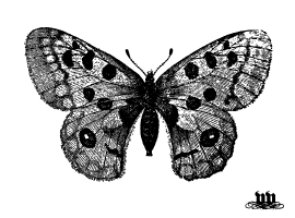 270x200 Free Butterfly Vector Graphics