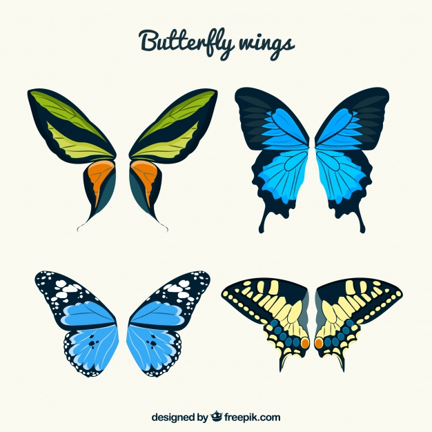 626x626 Abstract Butterflies Wings Vector Free Download
