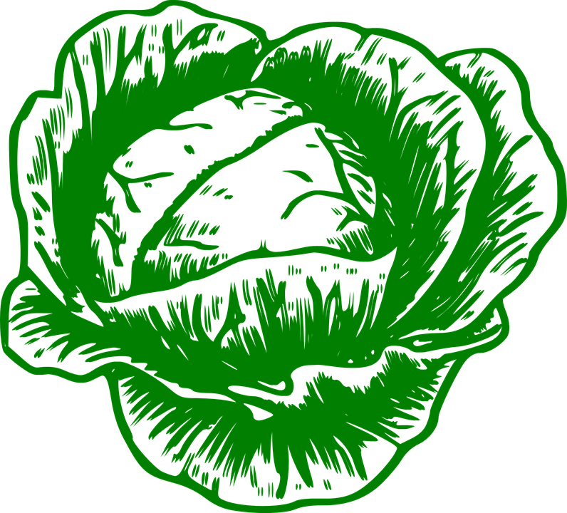 796x720 Cabbage Clipart Vector
