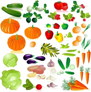 362x368 Cabbage Vector Free Vector Download (63 Free Vector) For