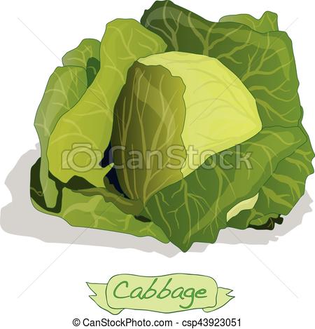 450x469 Cabbage Vector Isolated On White.