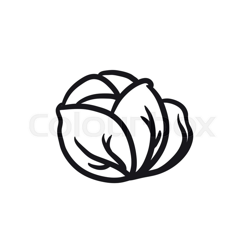800x800 Cabbage Vector Sketch Icon Isolated On Background. Hand Drawn