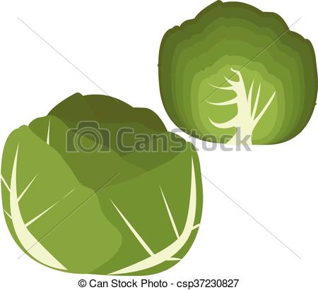 450x411 Collection Of Cabbage, Vector.