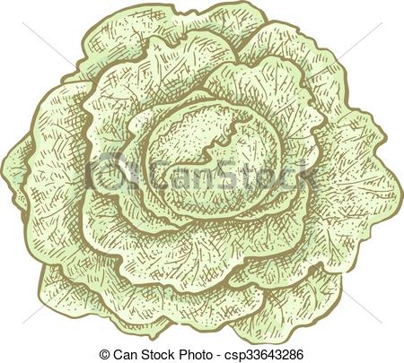450x405 Hand Drawn Vintage Style Colorful Cabbage. Vector Illustration For