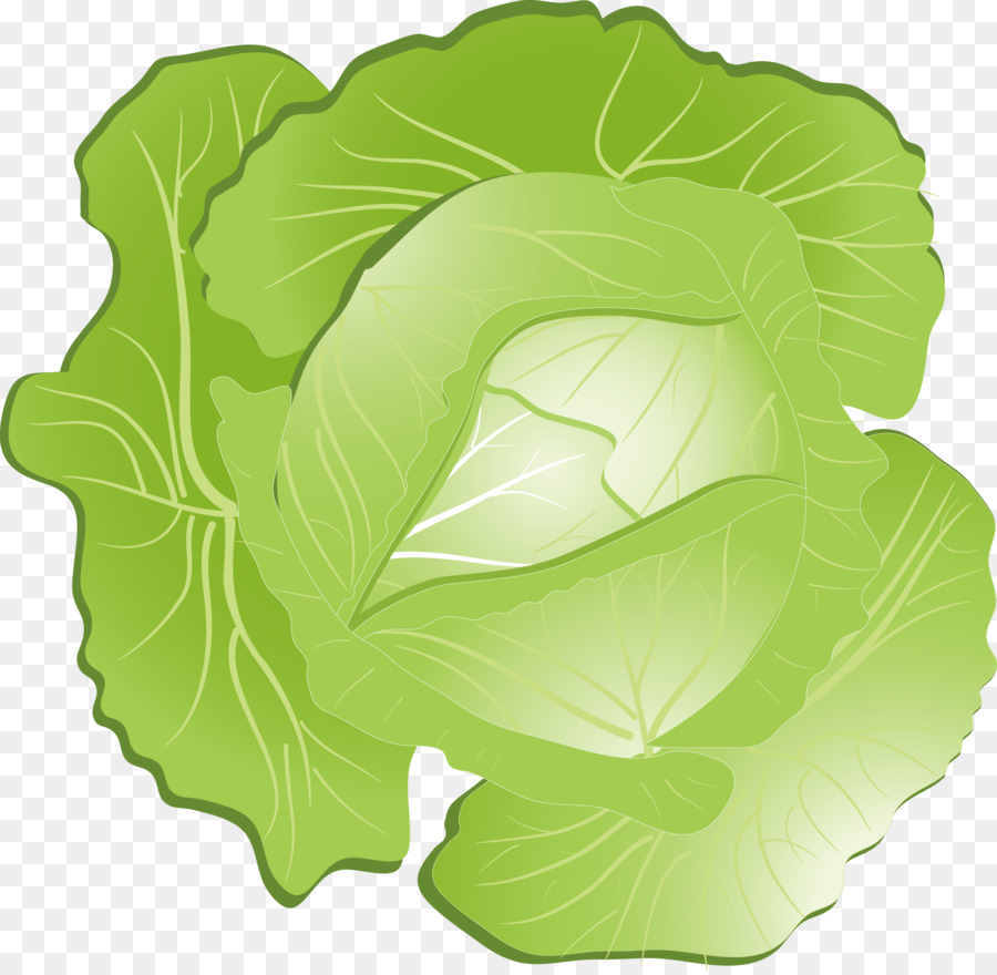 900x880 Red Cabbage Kohlrabi Clip Art