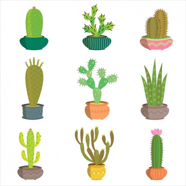 626x626 Coloured Cactus Collection Vector Free Download Flowers
