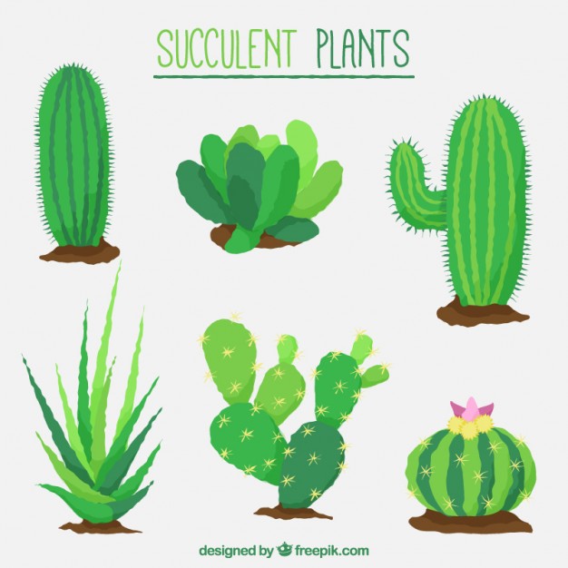 626x626 Drawn Cactus Flat Design