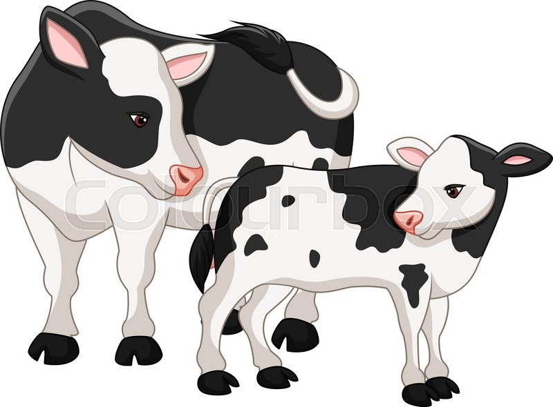 800x590 Vector Illustration Of Cute Cow Mother With Baby Calf Stock