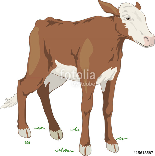 497x500 Calf, Vector Illustration Stock Image And Royalty Free Vector