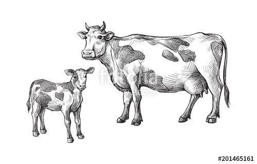 500x320 Sketches Of Cows And Calf Drawn By Hand. Livestock. Cattle. Animal