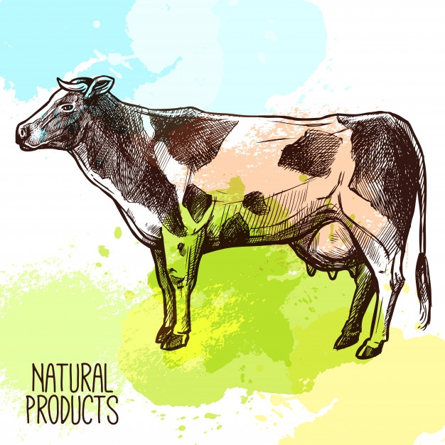 626x626 Calf Vectors, Photos And Psd Files Free Download