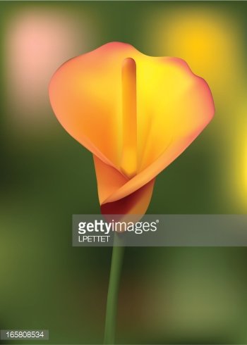 350x490 Calla Lily Vector Illustration Stock Vectors
