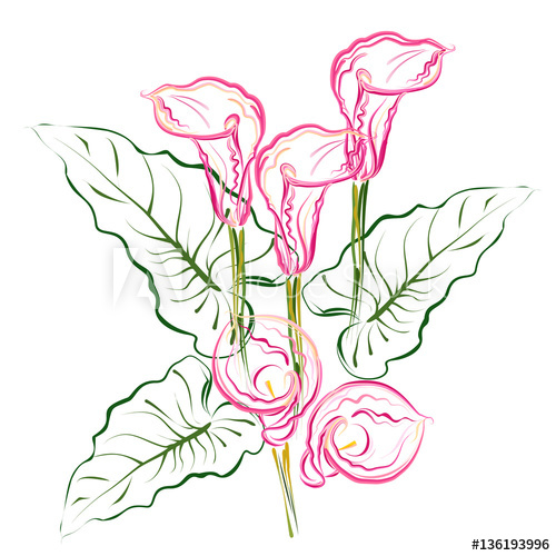 500x500 Calla Lilies. Hand Drawn Stylized Color Vector Brush Sketch Of