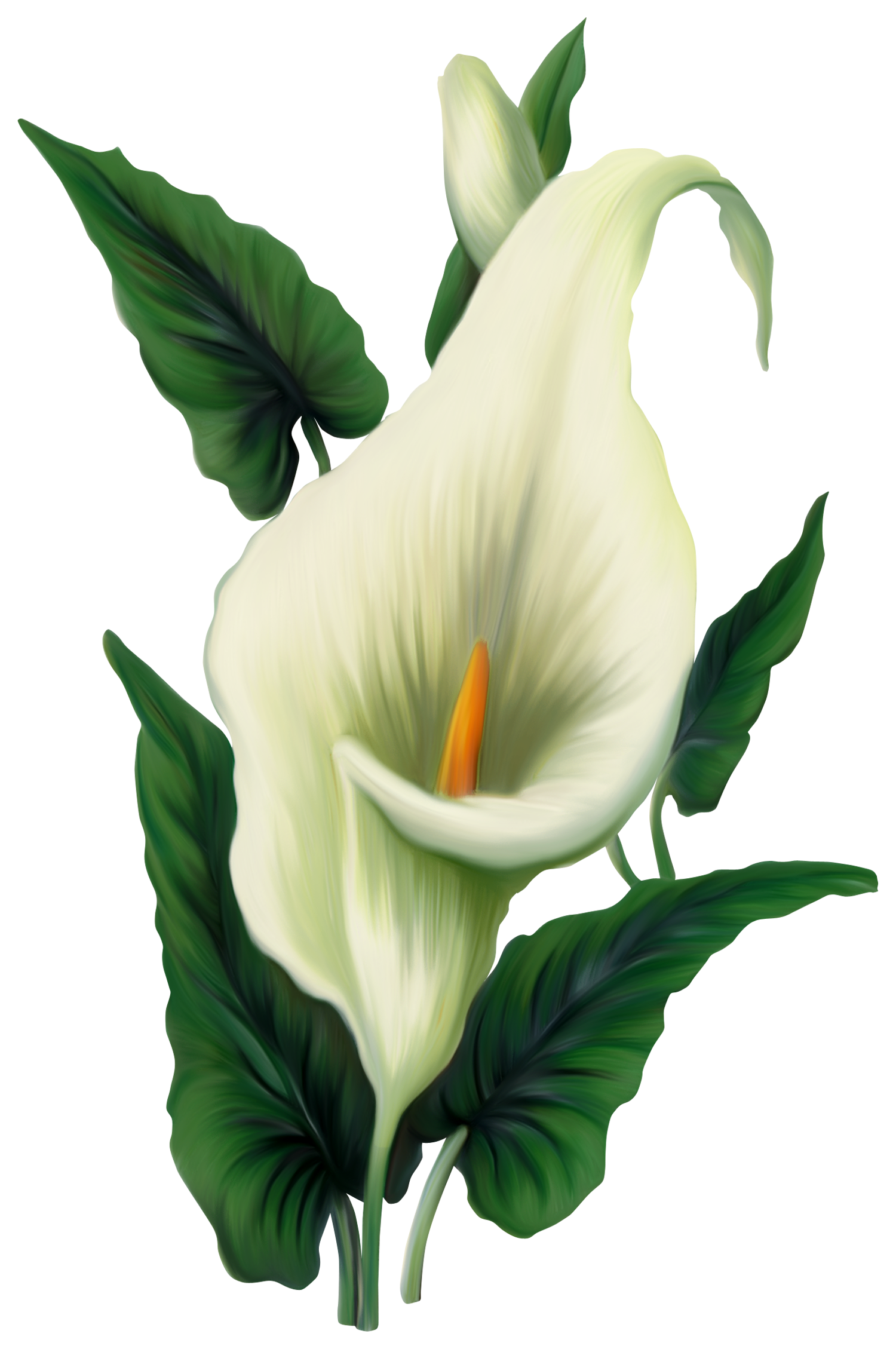 1500x2258 Collection Of Free Lily Vector Arum. Download On Ubisafe