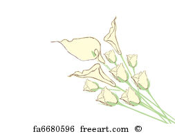 253x194 Free Art Print Of Calla Lily. Calla Lily Flowers Isolated On A