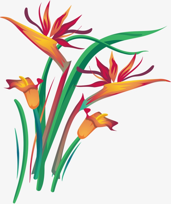 650x776 Orange Red Calla Lily, Vector Png, Calla Lily, Orange Png And