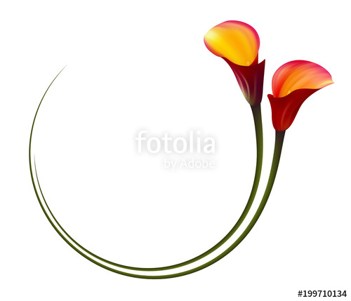 500x429 Realistic Red Calla Lily Circle Frame. The Symbol Of Attraction